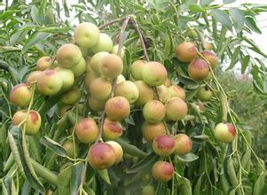 大棗、冬棗保鮮冷庫建造冷庫設計貯藏方法